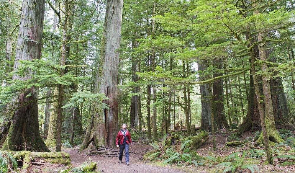Person in a red plaid shirt walking through Old Growth Forests, Vancouver Island.