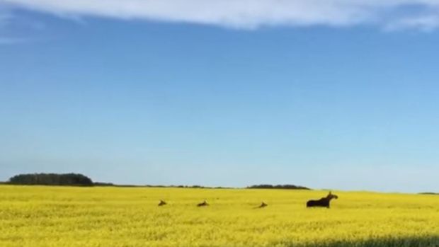 Cow moose and her calves