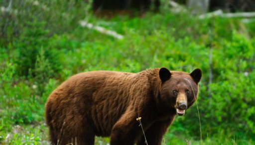 Grizzly bear standing in a green field.