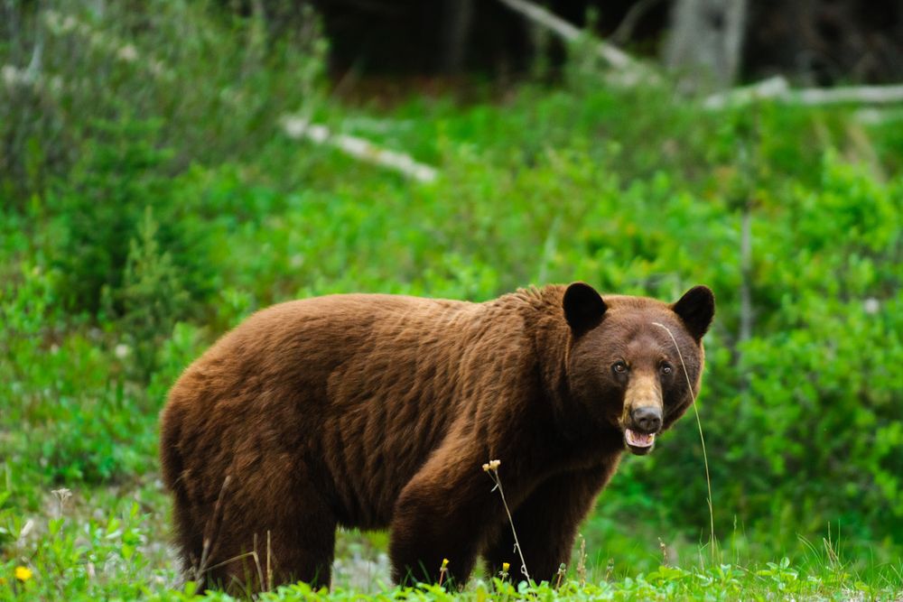 Grizzly bear standing in a green field.
