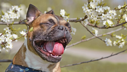 Bull dog yawning next to a white-flowered tree.