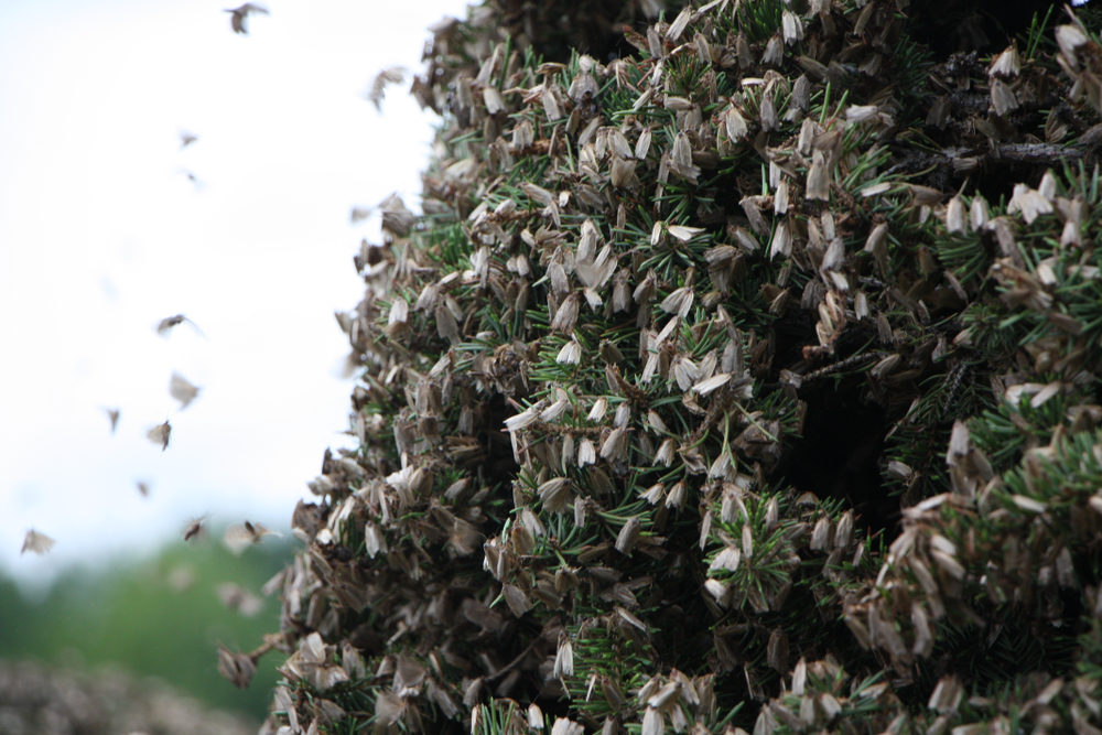 Spruce budworm moths flocking to a green bush.