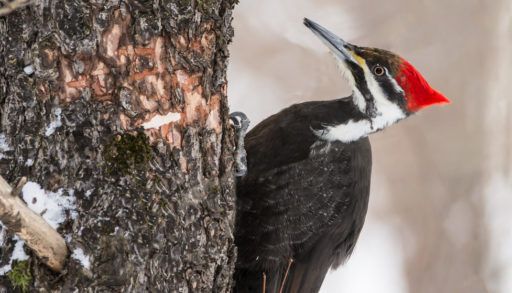 Woodpecker getting ready to peck a tree.