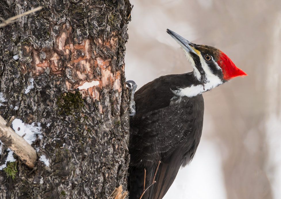 Woodpecker getting ready to peck a tree.