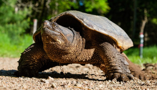 Snapping turtle walking along the shore of a body of water.