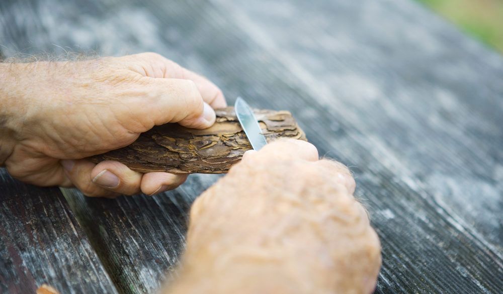 Person beginning to whittle a piece of tree bark.
