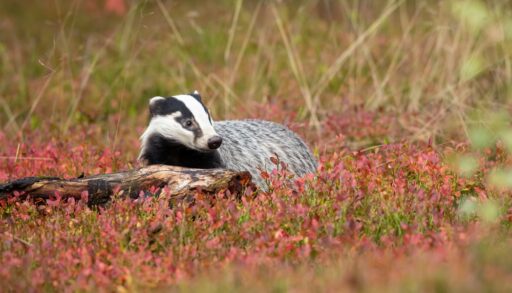 Black, white, and grey badger in an autumn-coloured field.