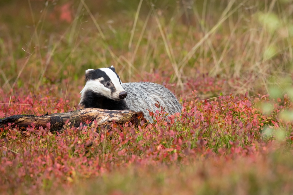 Black, white, and grey badger in an autumn-coloured field.
