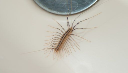 House centipede crawling close to a sink drain.