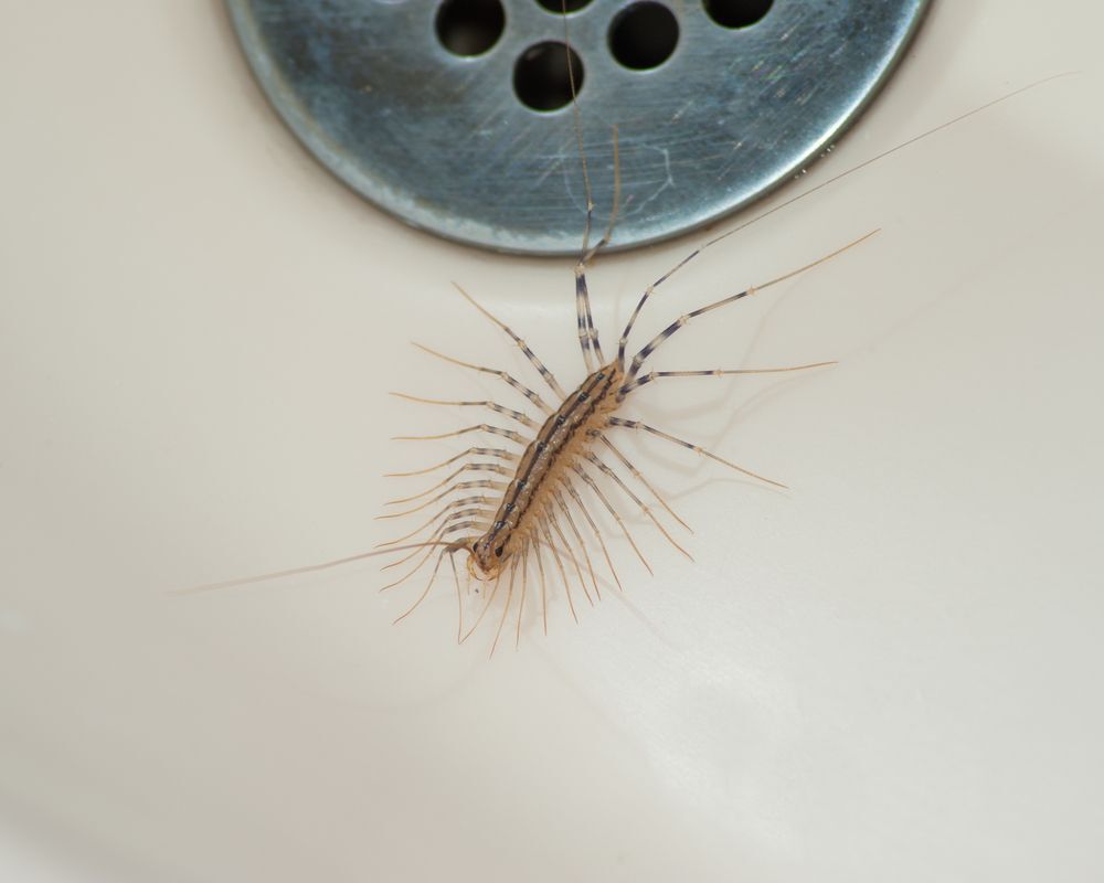 House centipede crawling close to a sink drain.
