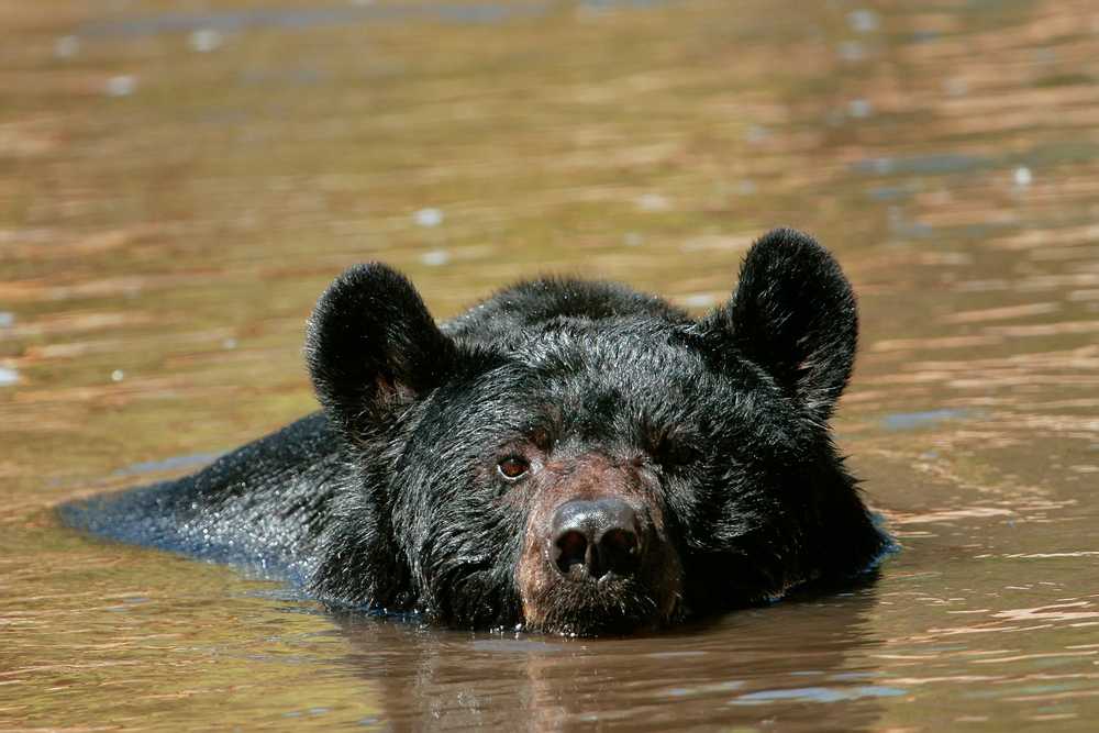 Black bear swimming in water.