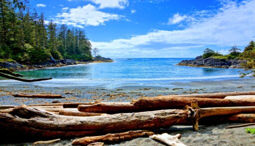 View of trees and ocean from the coast of B.C.
