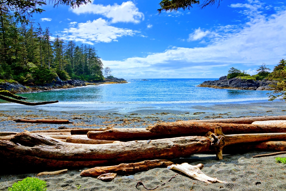 View of trees and ocean from the coast of B.C.