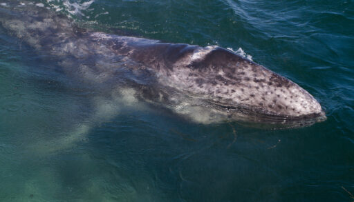 Young grey whale surfacing.