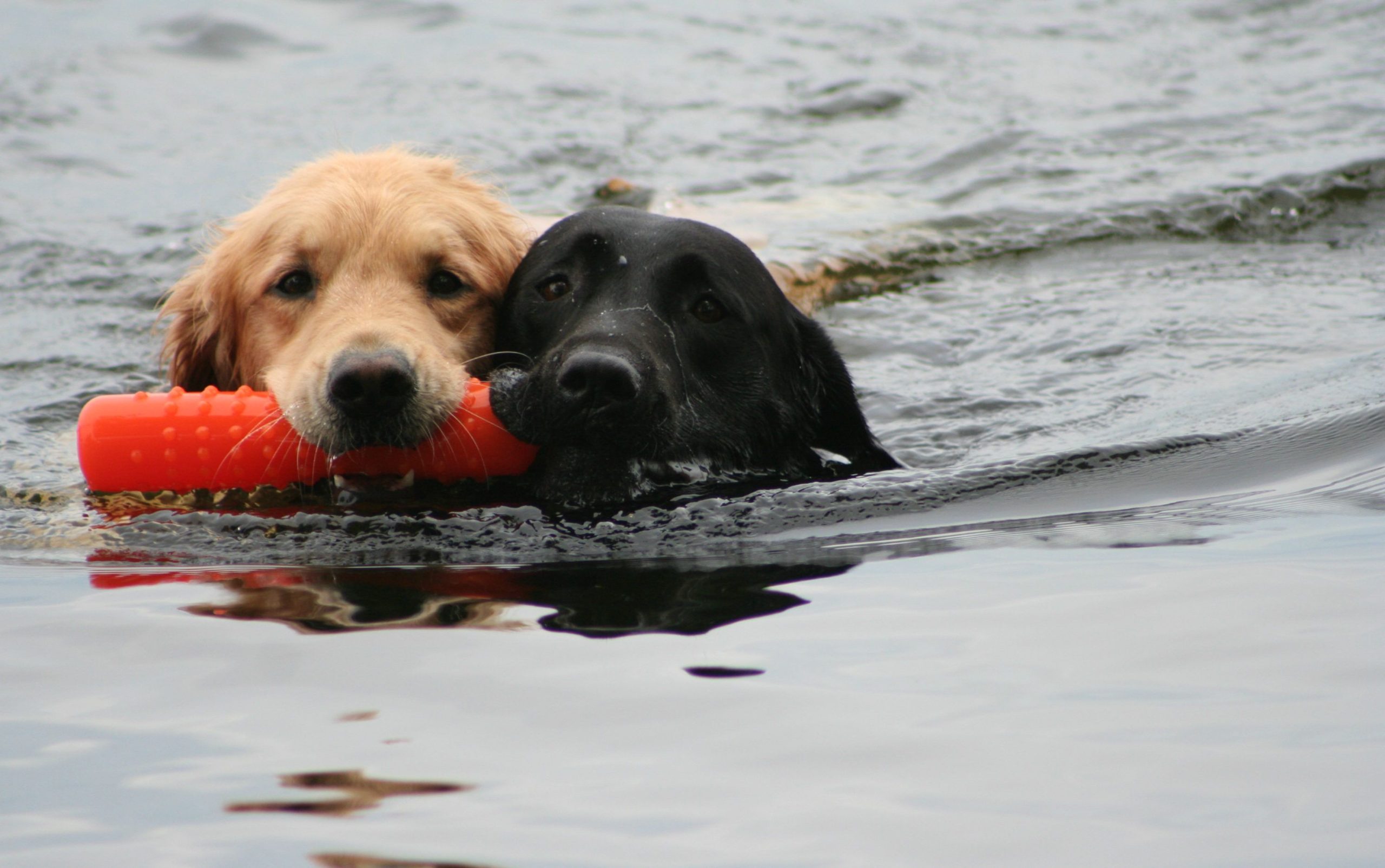 Retrievers retrieving