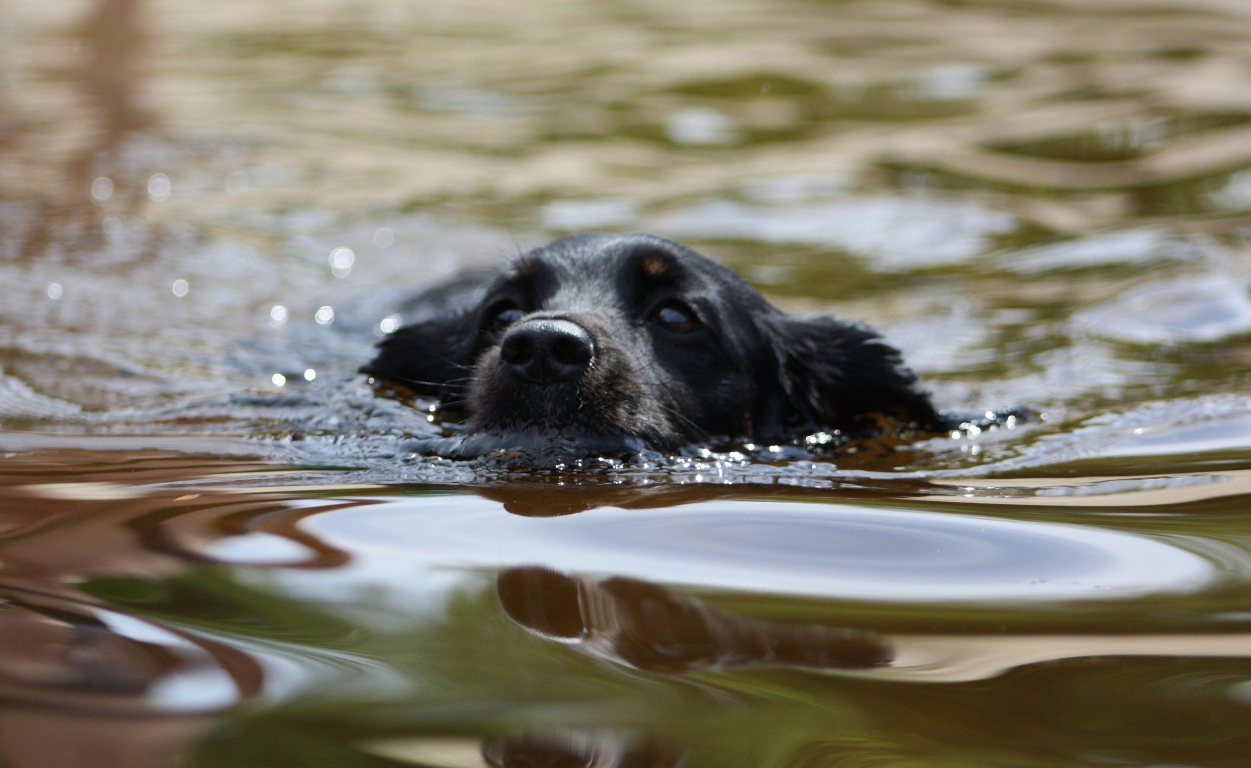 A refreshing dip in the river