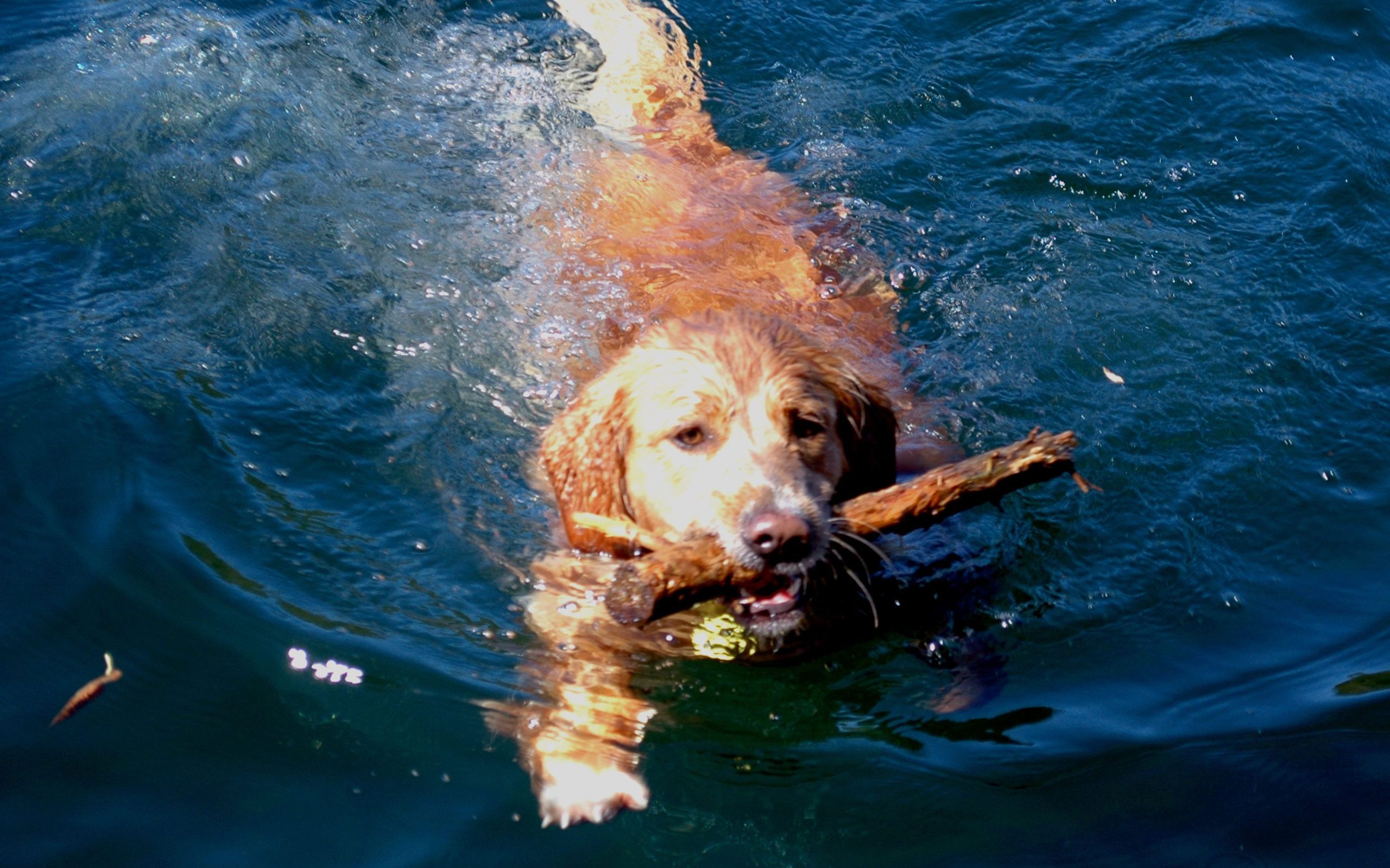 Clancy bringing home the stick