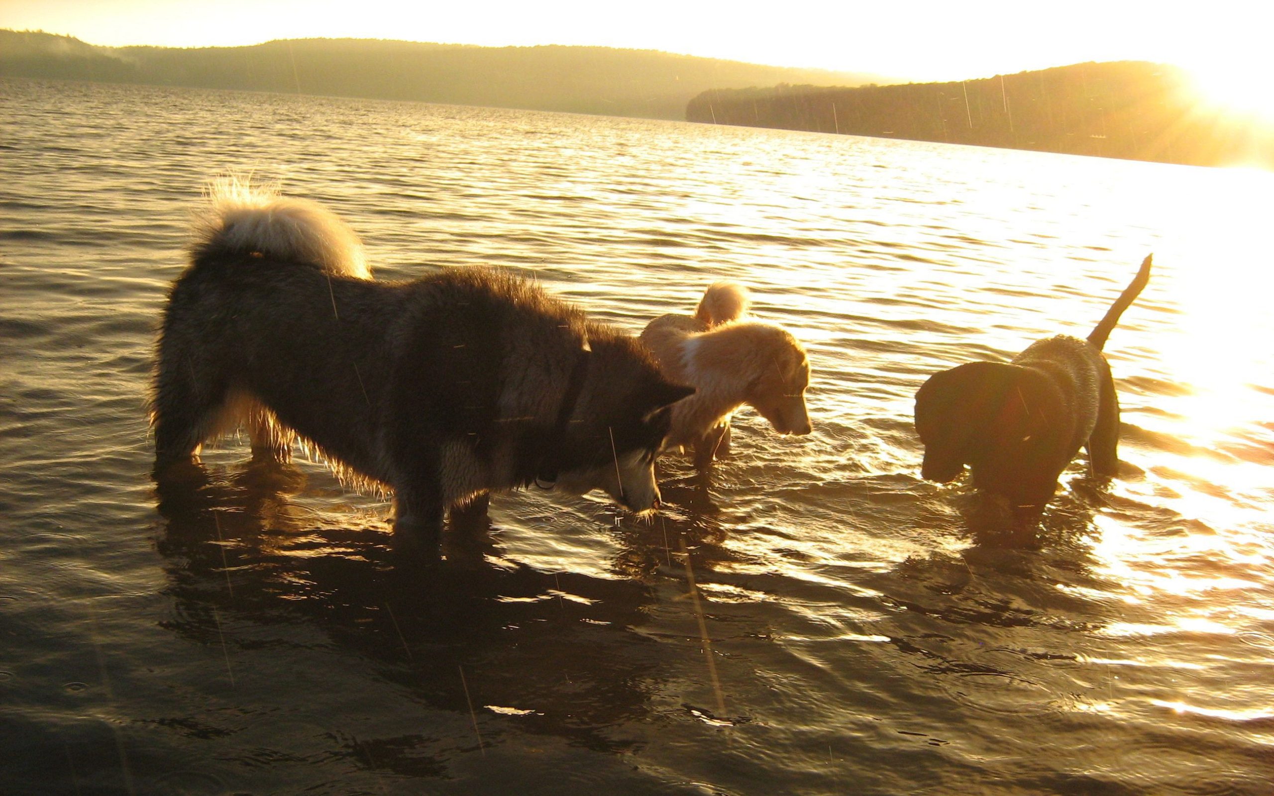 This pack's cooling off