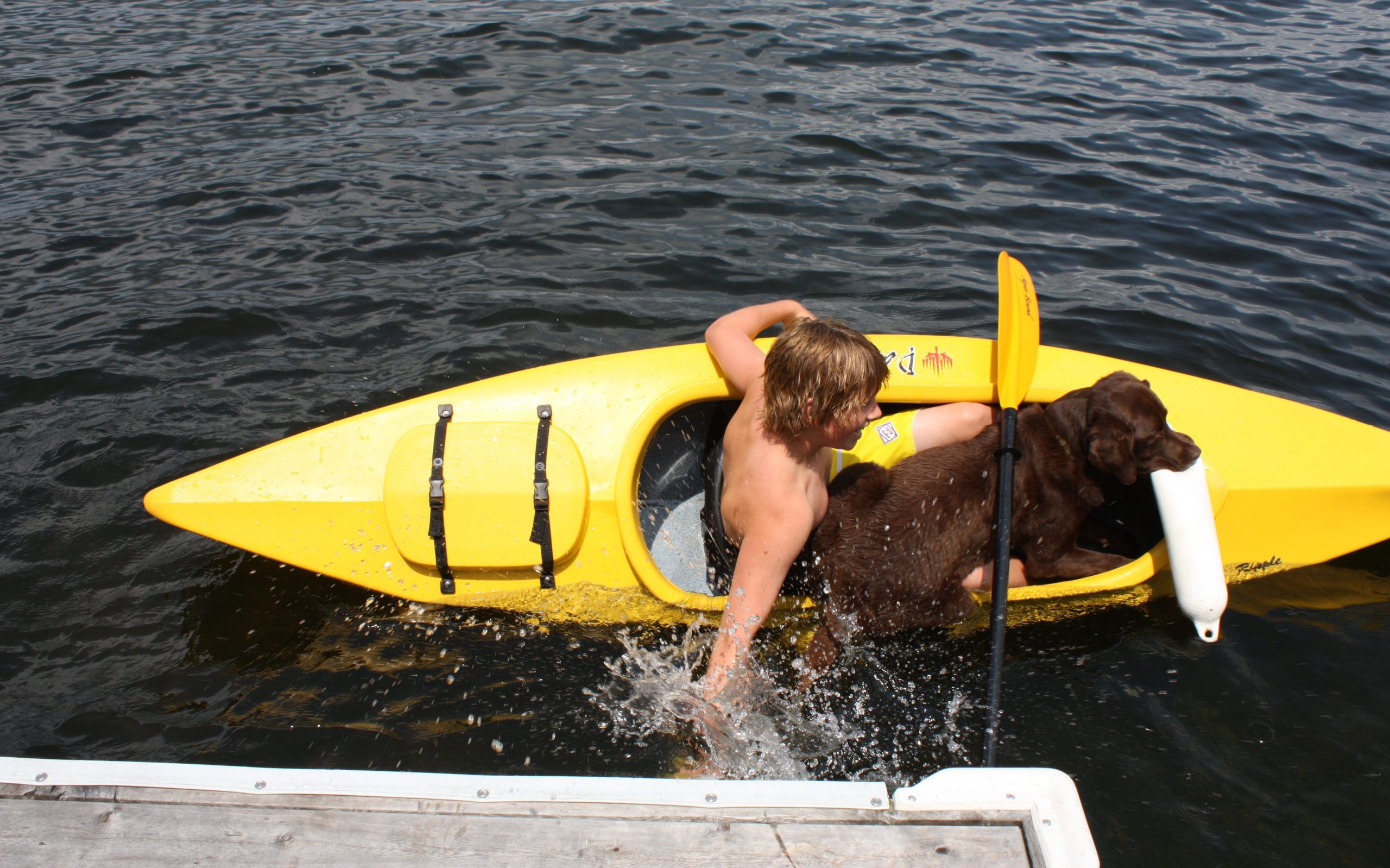 Kayak dog