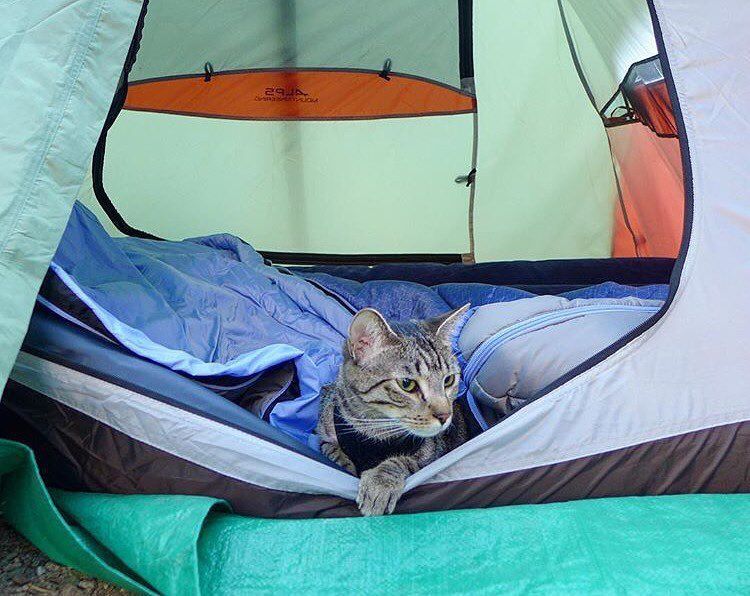 cat in a tent