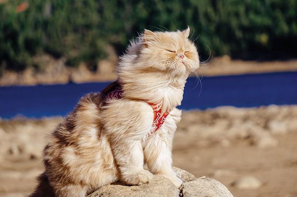 Long-haired cat in the breeze