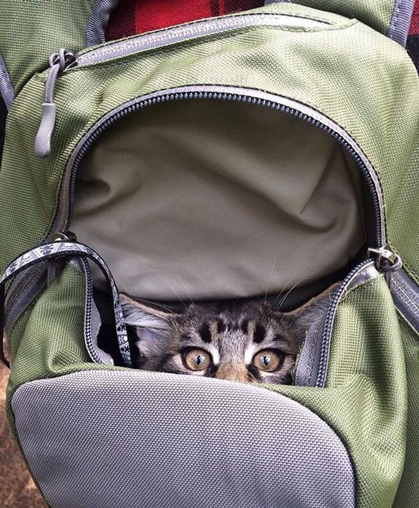 cat peeking out of backpack