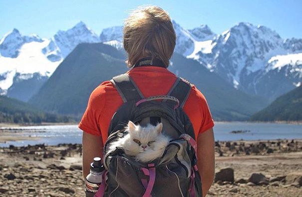 cat in backpack