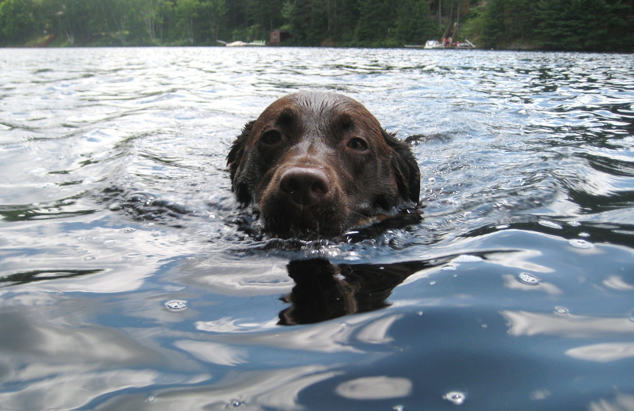 Water dog