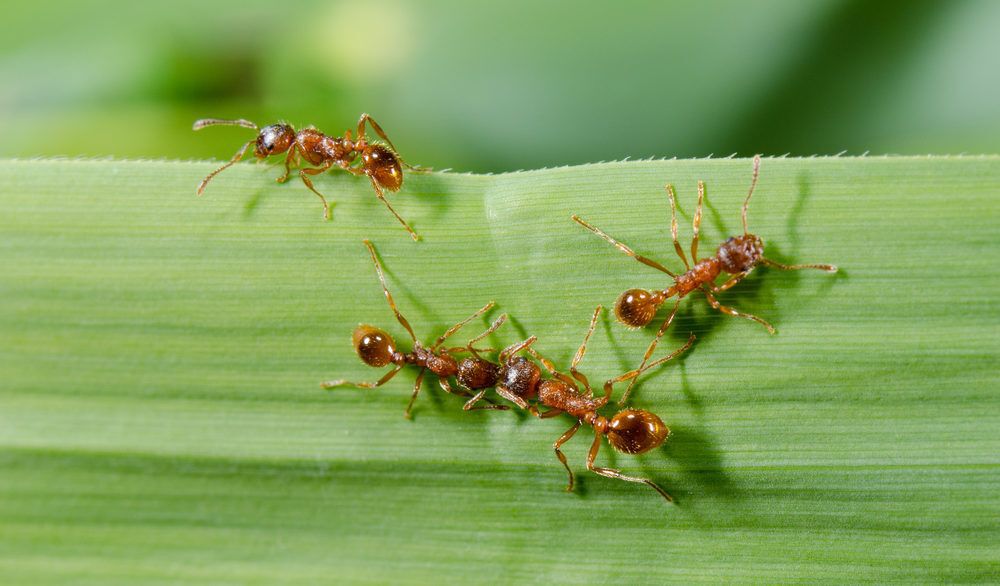 European fire ants crawling on a green leaf.