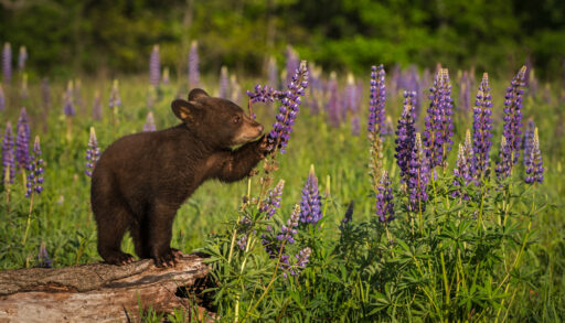 Grizzly bear cub picking a lavender bush.