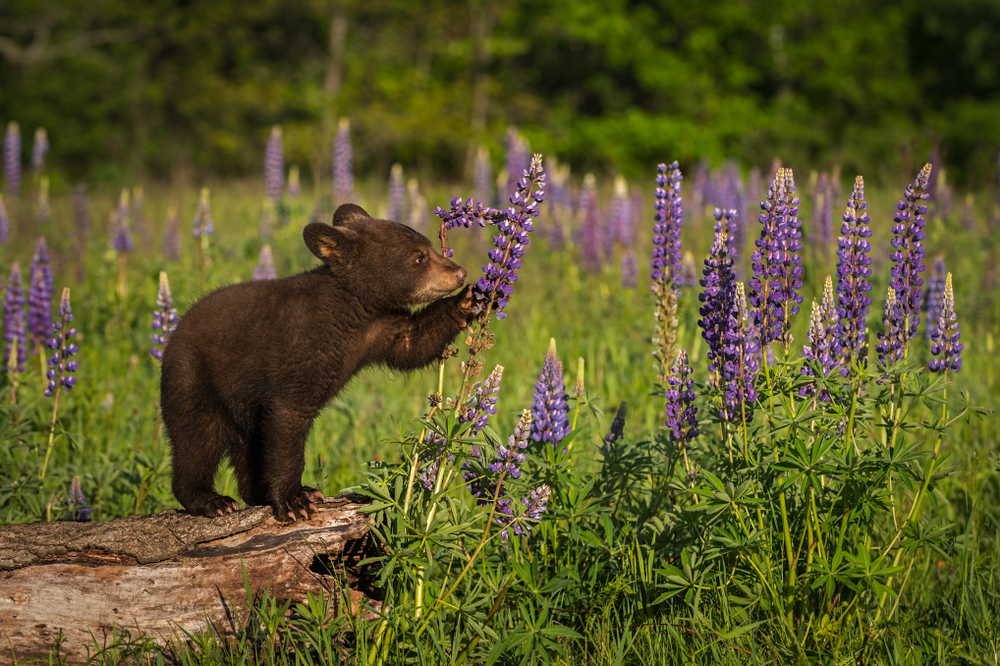 Grizzly bear cub picking a lavender bush.
