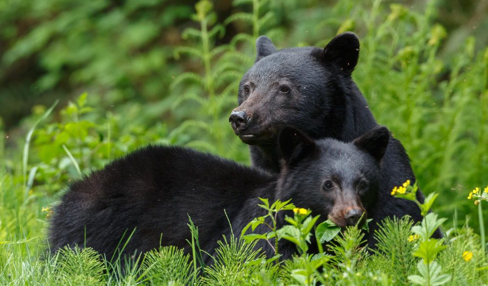 Three black bears in long grass.