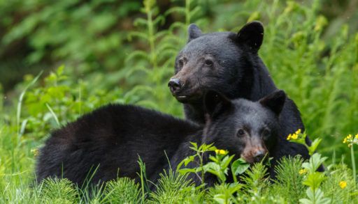 Three black bears in long grass.
