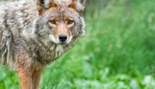 Grey and brown coyote standing in a grassy field.