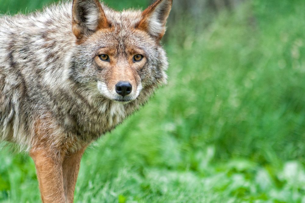 Grey and brown coyote standing in a grassy field.