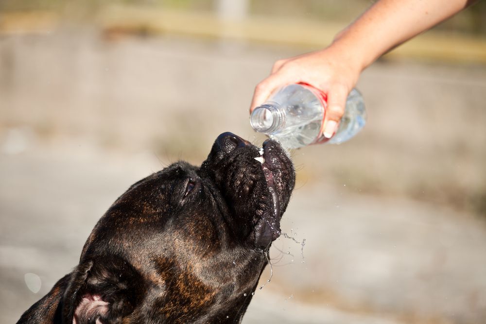 Hot black dog getting water poured in its mouth.