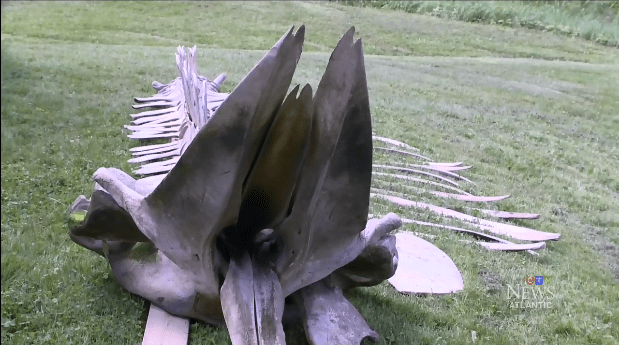 whale skeleton from front