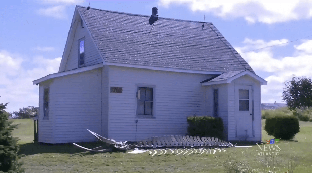 whale skeleton next ot cottage