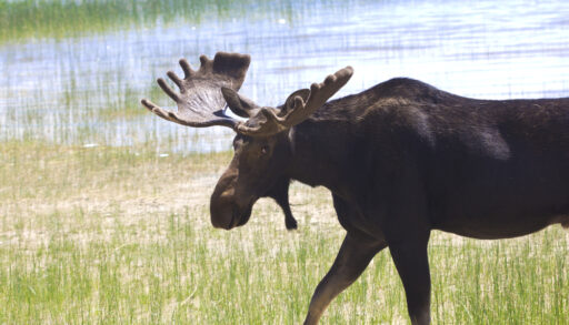 Side-view of a moose walking in grass that borders a lake.