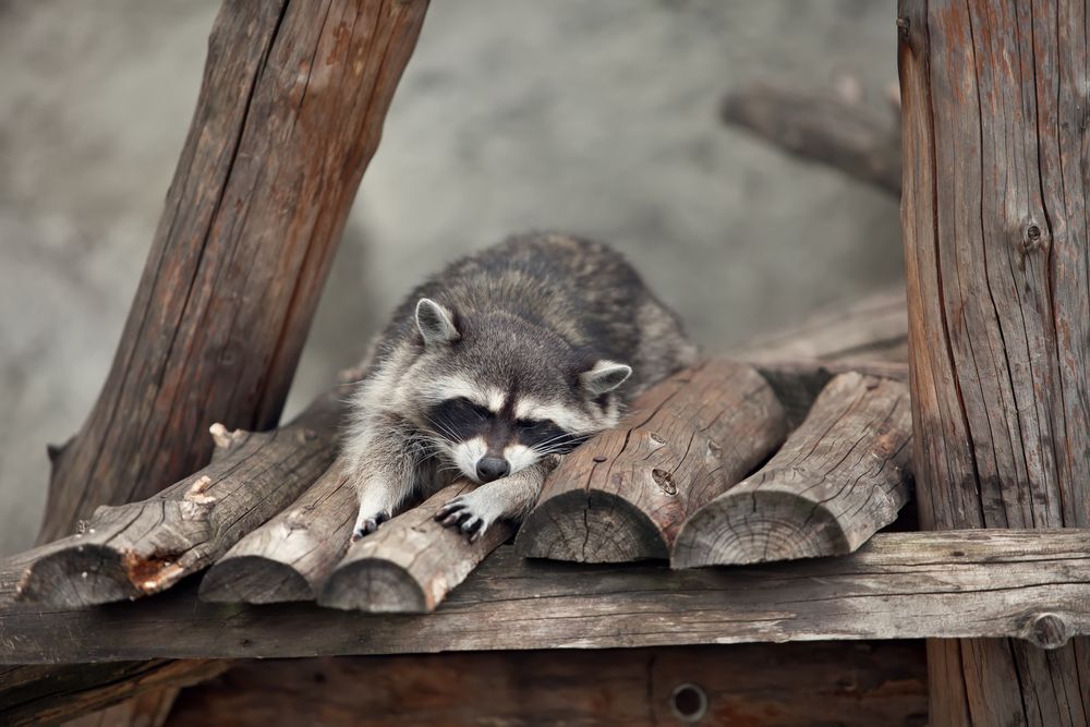A raccoon sleeping on a wooden roof.