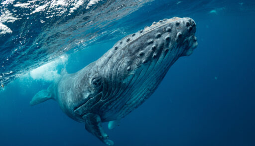 Close-up of a humpback whale underwater.