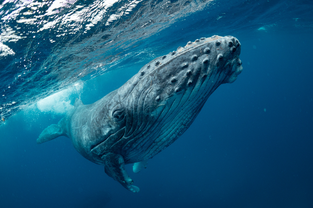 Close-up of a humpback whale underwater.
