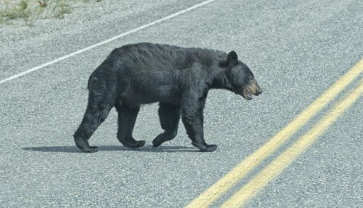 Black bear crossing a road.