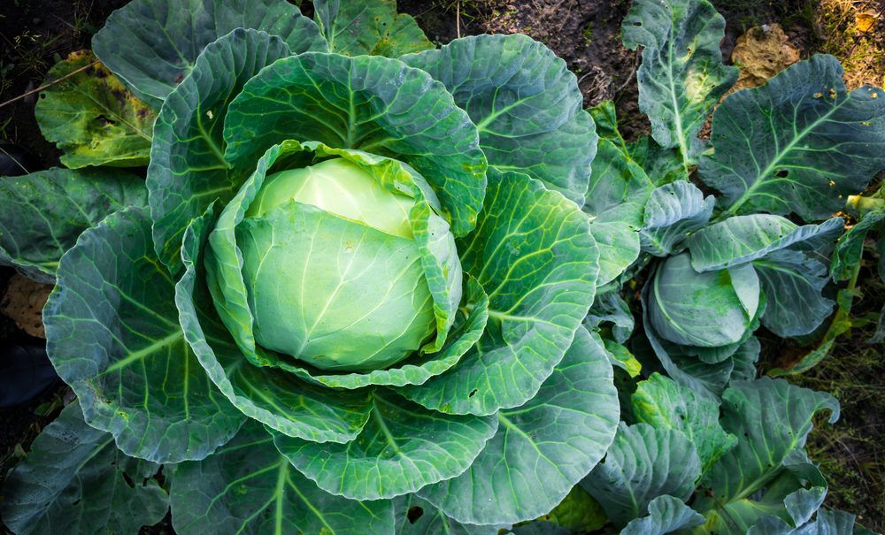 Cabbage