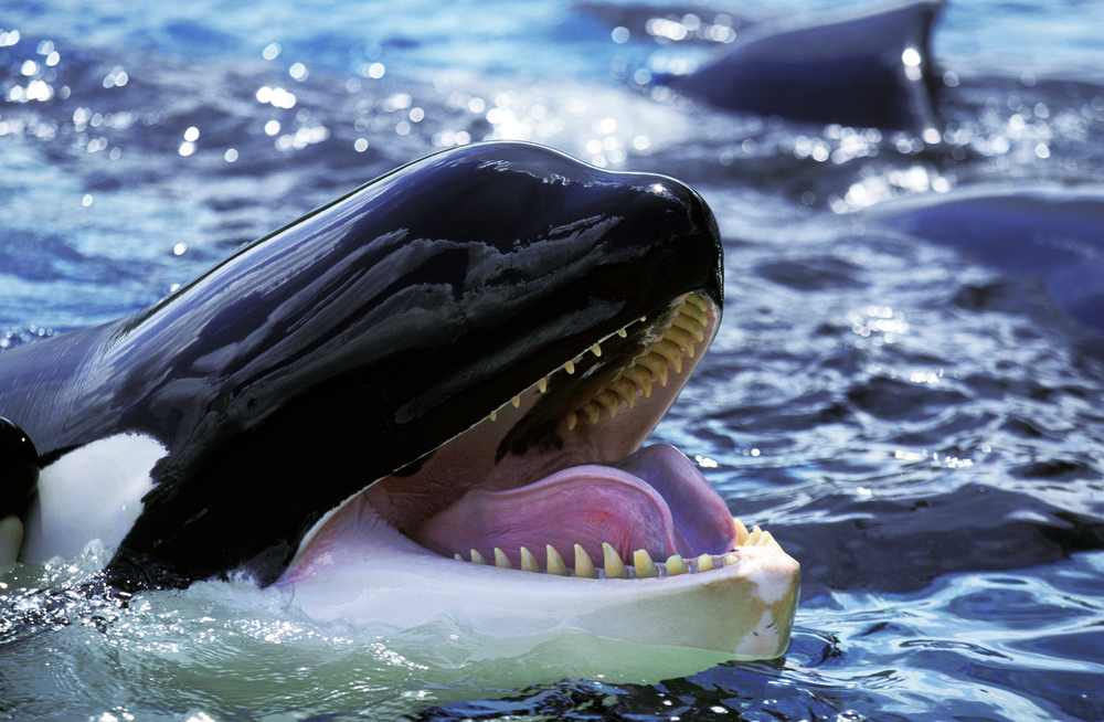 Orca with its head above water and its mouth open.