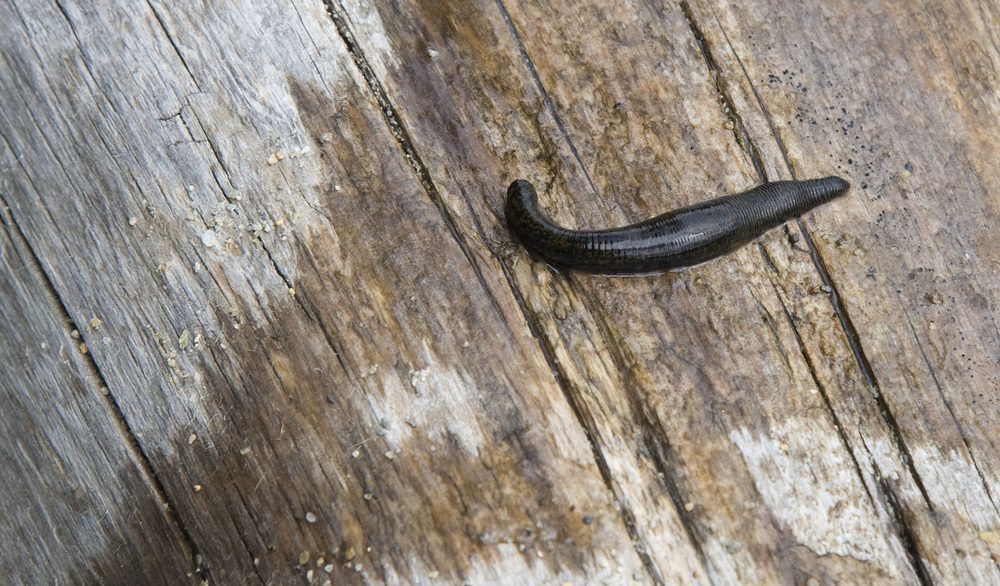 A long leech on a wooden deck.