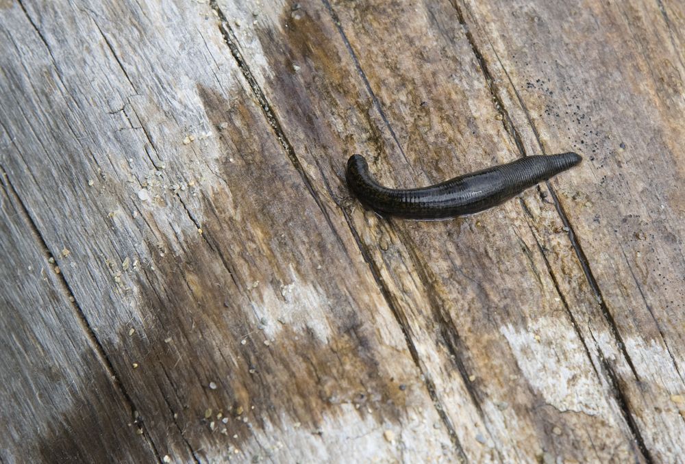 A long leech on a wooden deck.