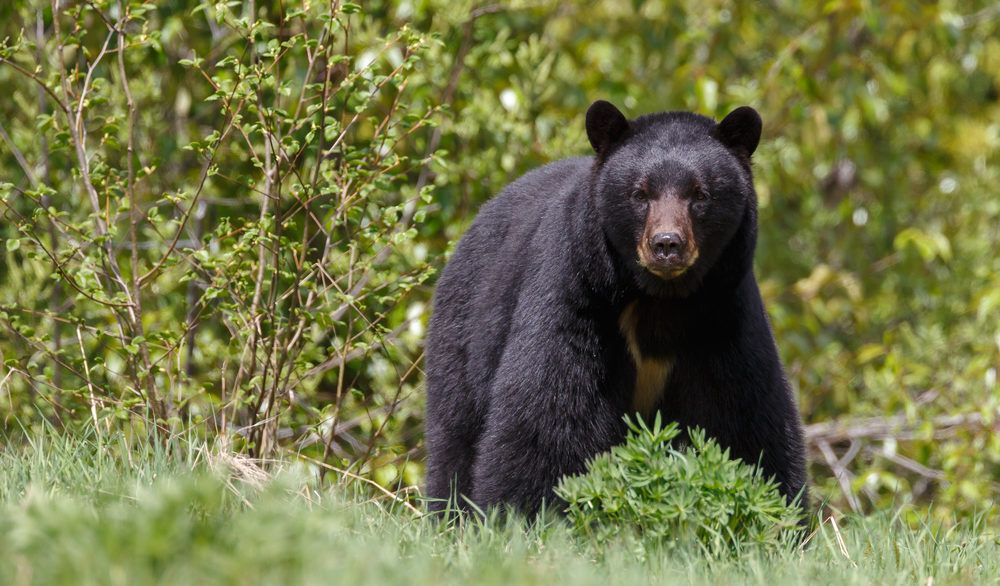 Black bear walking in green grass.