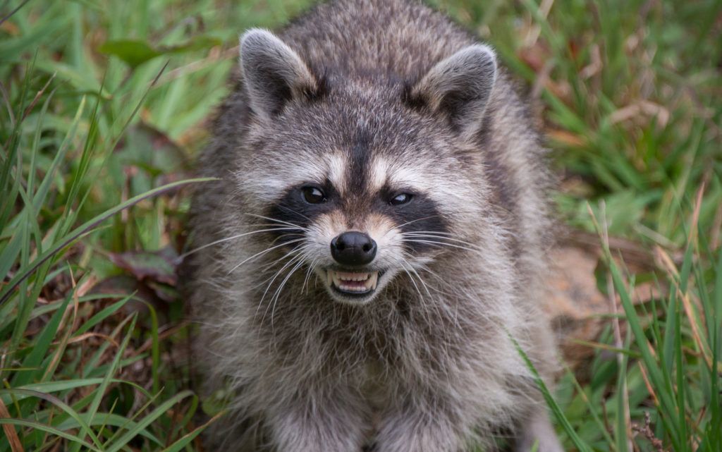 Angry racoon in the grass.