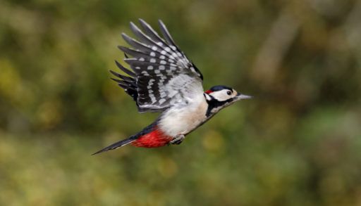 Woodpecker flying in a forest.